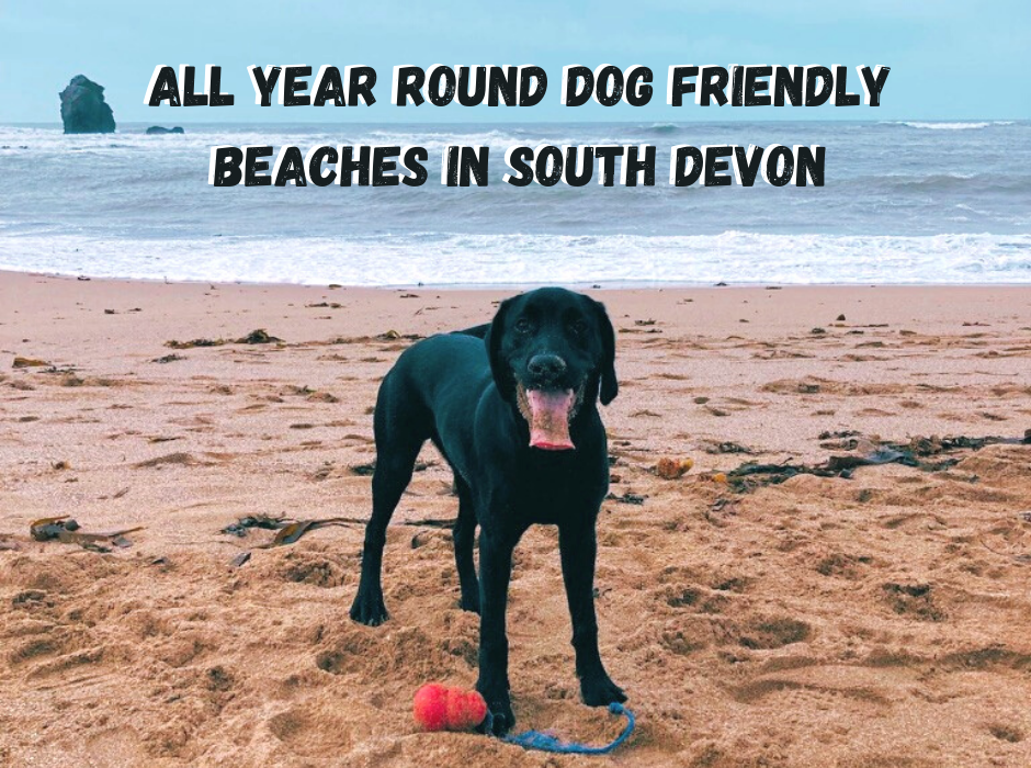 best places to visit in south devon with dogs